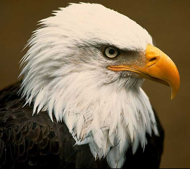 bald-eagle-facts-for-kids1