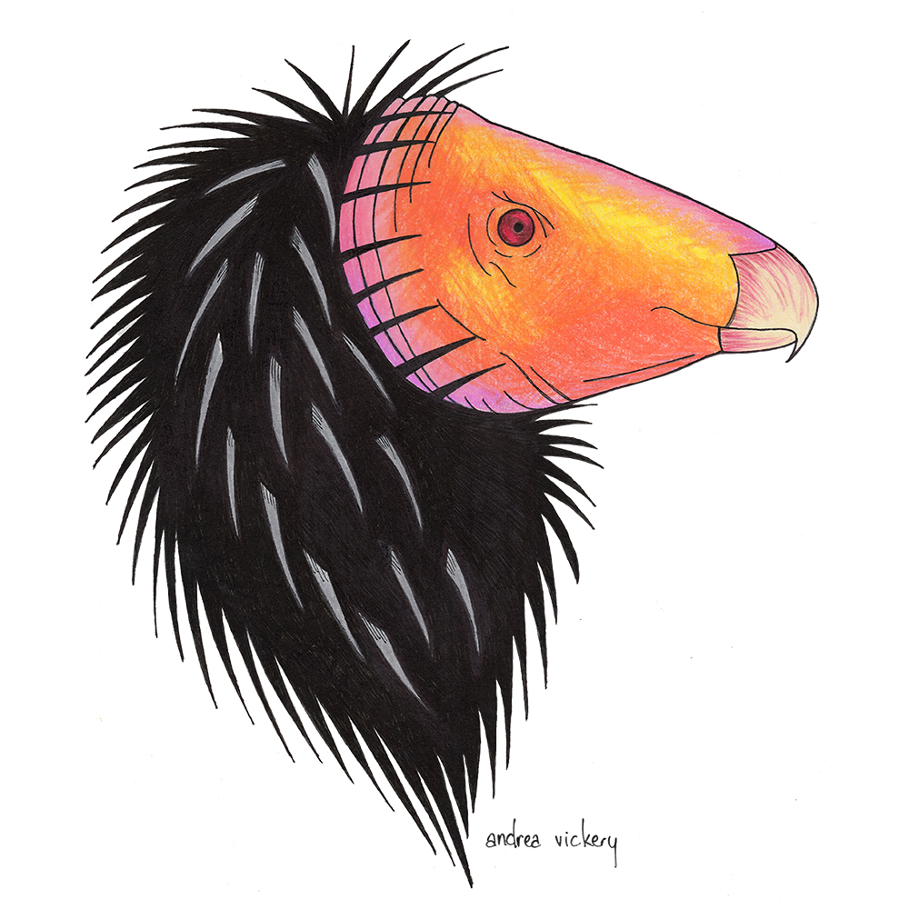 condor20170424_1000_72dpi